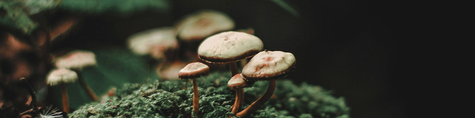 Earthy