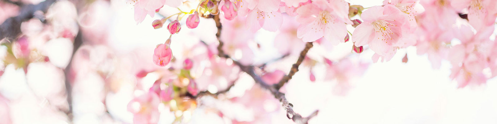 Floral - Fruity, White, & Bright Florals