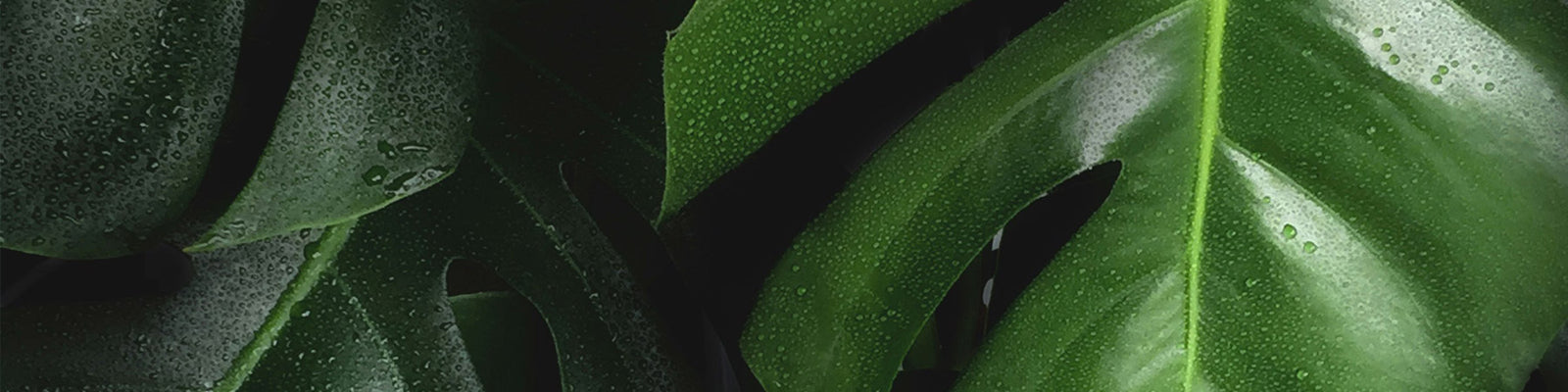 Green, Herbal, Aromatic