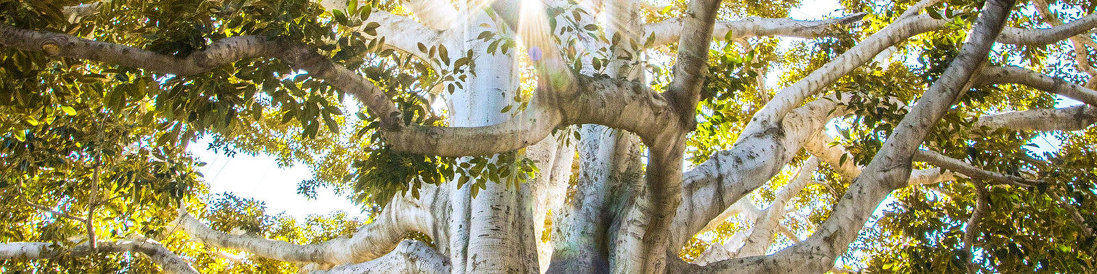 Woods - Light & Fresh